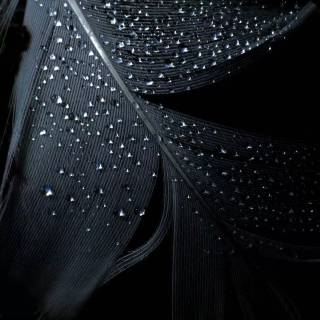 Feather phone wallpaper