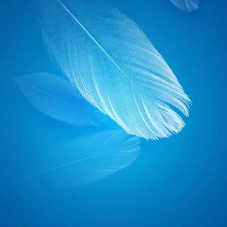 Feather phone wallpaper
