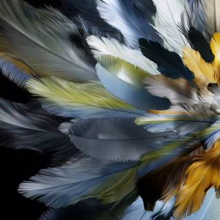 Feather phone wallpaper