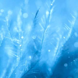 Feather phone wallpaper