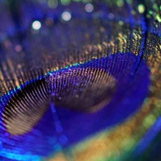 Feather phone wallpaper