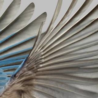 Feather phone wallpaper