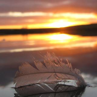 Feather phone wallpaper