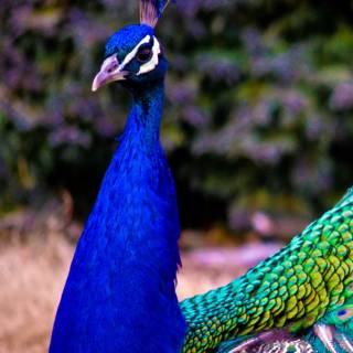 Feather phone wallpaper