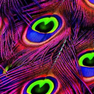 Feather phone wallpaper