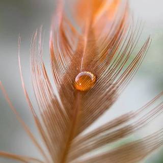Feather phone wallpaper