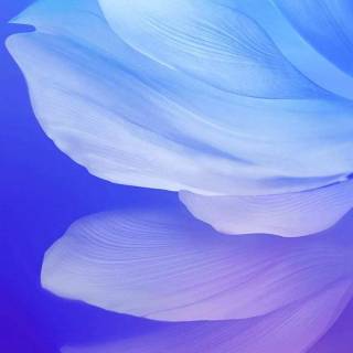 Feather phone wallpaper