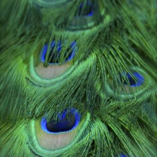 Feather phone wallpaper