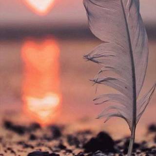 Feather phone wallpaper