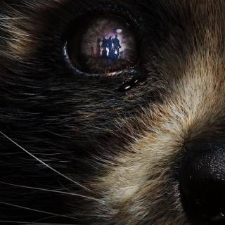 Rocket Racoon iPhone wallpaper