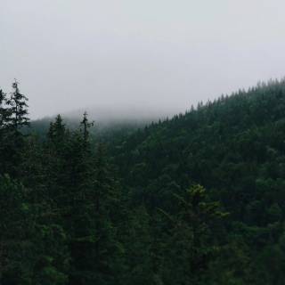 Minimal nature phone wallpaper