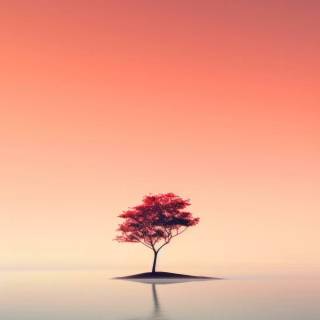 Minimal nature phone wallpaper