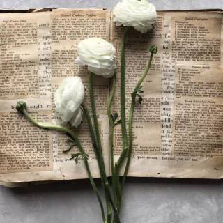 Light Academia iPhone wallpaper