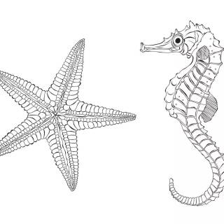 Seahorse drawing wallpaper