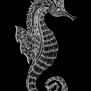 Seahorse drawing wallpaper