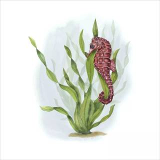 Seahorse drawing wallpaper