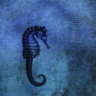 Seahorse drawing wallpaper