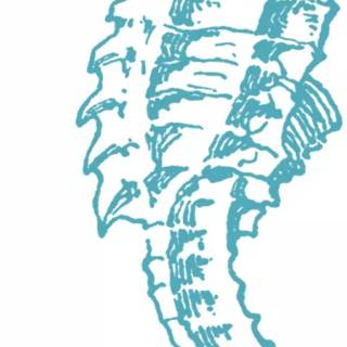 Seahorse drawing wallpaper