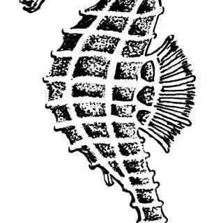 Seahorse drawing wallpaper