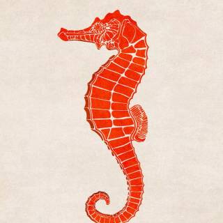 Seahorse drawing wallpaper