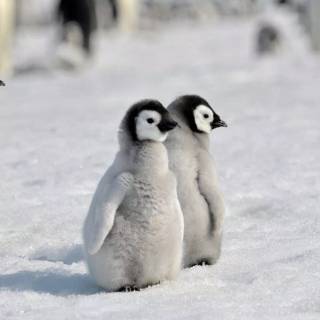 Cute penguin baby wallpaper