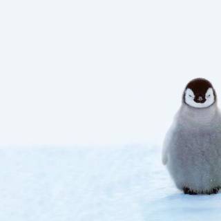 Cute penguin baby wallpaper
