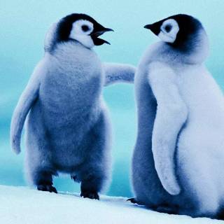 Cute penguin baby wallpaper