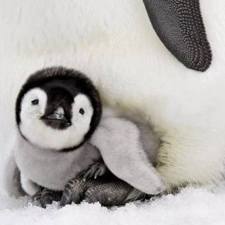 Cute penguin baby wallpaper