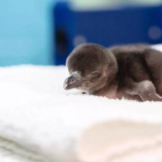 Cute penguin baby wallpaper