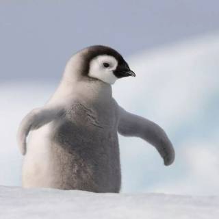 Cute penguin baby wallpaper