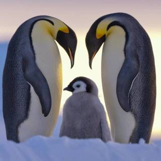 Cute penguin baby wallpaper