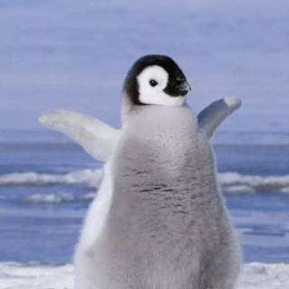 Cute penguin baby wallpaper