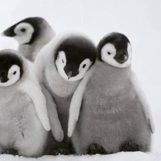 Cute penguin baby wallpaper