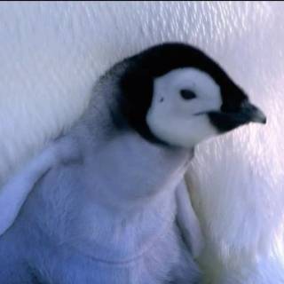 Cute penguin baby wallpaper