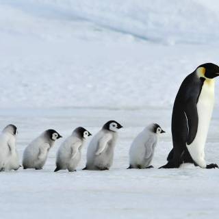 Cute penguin baby wallpaper