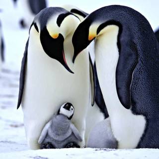 Cute penguin baby wallpaper