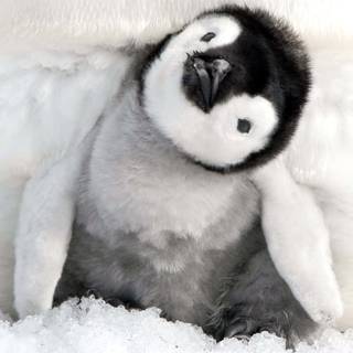 Cute penguin baby wallpaper
