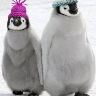 Cute penguin baby wallpaper