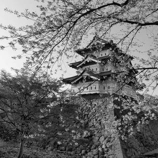 Sakura monochrome wallpaper