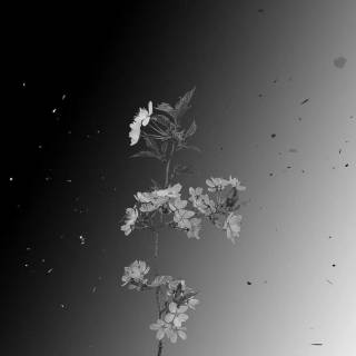 Sakura monochrome wallpaper