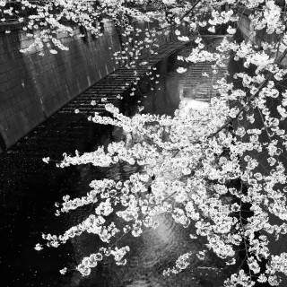 Sakura monochrome wallpaper