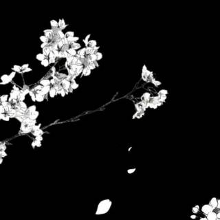 Sakura monochrome wallpaper