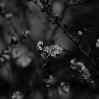 Sakura monochrome wallpaper