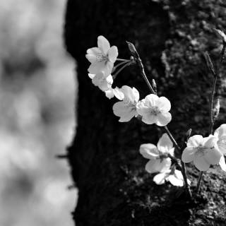 Sakura monochrome wallpaper