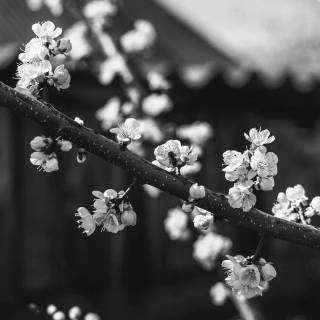 Sakura monochrome wallpaper