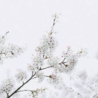 Sakura monochrome wallpaper