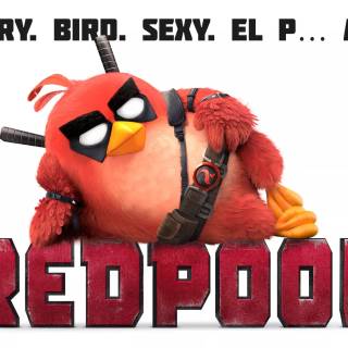 Angry Birds funny wallpaper