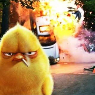 Angry Birds funny wallpaper