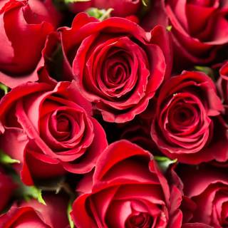 2560x1440 rose wallpaper