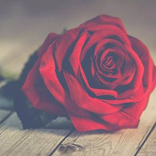 2560x1440 rose wallpaper